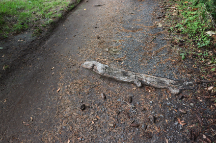 Large root across Wildwood Trail
